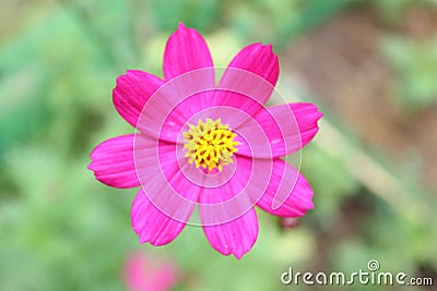 Macro shot of a beautiful and vibrantâ€‹ â€‹cosmos flowersâ€‹ inâ€‹ rainyâ€‹ day. Pinkâ€‹ cosmos flowers on a green background. In Stock Photo